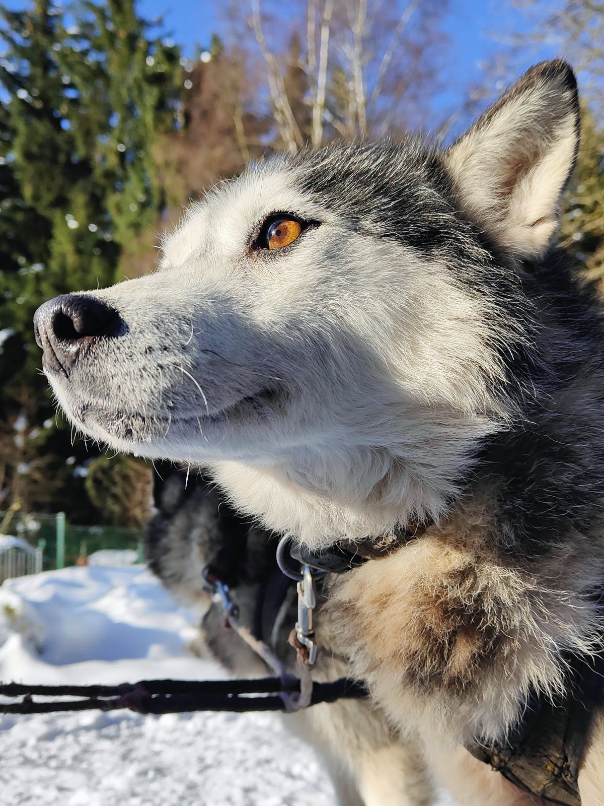 Schlittenhunde-Elterlein-Foto-Black-Lake-Lodge-Sachsen-Magazin-Urlaub